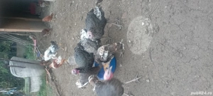 curci din primăvară  - imagine 4