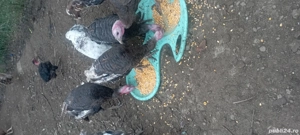 curci din primăvară  - imagine 2