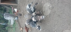 curci din primăvară  - imagine 3