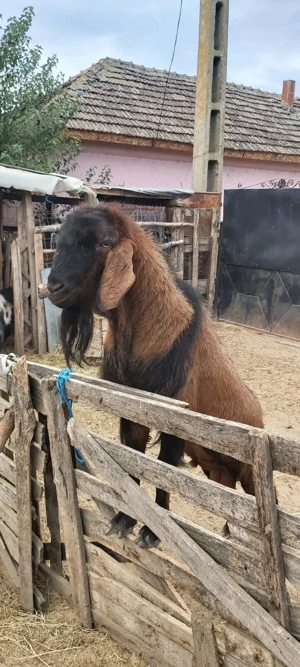 Tap Anglo Nubian 2000 lei negociabil 