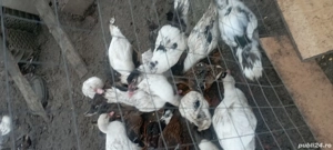 rațe sălbatice si mute 