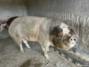 porc de vazare  - imagine 2