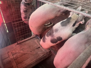 Vând porci pentru sacrificat 