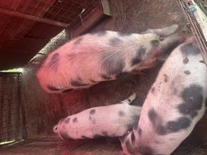 Vând porci pentru sacrificat  - imagine 2