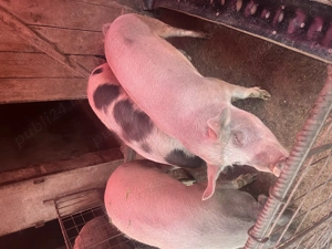 Vând porci pentru sacrificat  - imagine 3