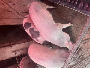 Vând porci pentru sacrificat  - imagine 4