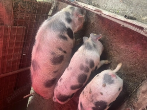 Vând porci pentru sacrificat  - imagine 5