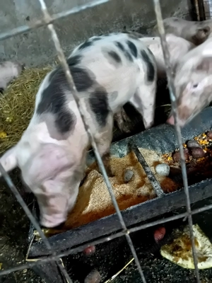 Purcei de crescut  - imagine 2