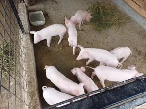 Purcelasi de vanzare