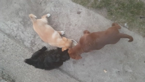 Donez căței pechinez 