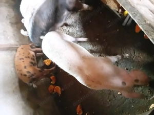 Vând 2 purcele metis landrace cu pietrain 100 kg bucata pentru taiat  - imagine 3