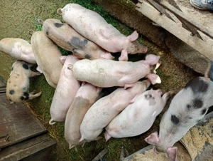 Purcei de vînzare - imagine 2 Purcei de vînzare - imagine 2