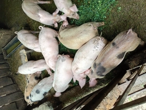 Purcei de vînzare - imagine 4 Purcei de vînzare - imagine 4