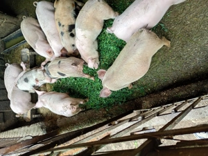 Purcei de vînzare - imagine 3 Purcei de vînzare - imagine 3