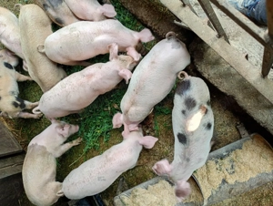 Purcei de vînzare - imagine 5 Purcei de vînzare - imagine 5