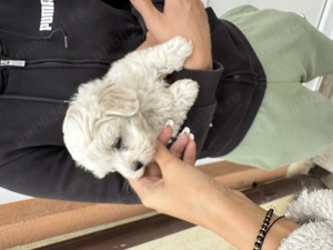 Bichon Maltez, 15 august 2025 - imagine 2 Bichon Maltez, 15 august 2025 - imagine 2