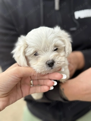 Bichon Maltez, 15 august 2025 - imagine 4 Bichon Maltez, 15 august 2025 - imagine 4