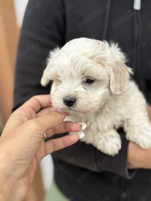 Bichon Maltez, 15 august 2025 - imagine 3 Bichon Maltez, 15 august 2025 - imagine 3