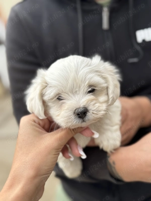 Bichon Maltez, 15 august 2025