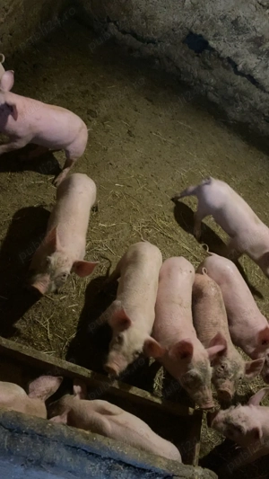 Purcei de vânzare!!!