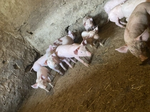 Purcei de vânzare!!! - imagine 2