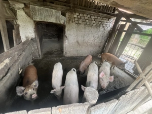 Purcei grasuni de vânzare 