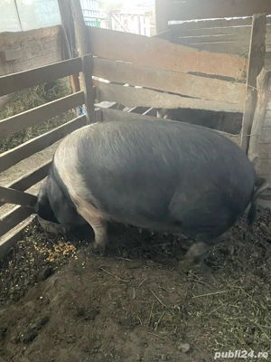 Porc Bazna  - imagine 2 Porc Bazna  - imagine 2