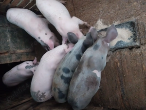 Vând șoldani  - imagine 5