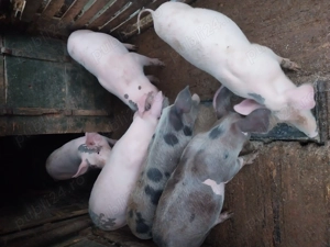 Vând șoldani  - imagine 2