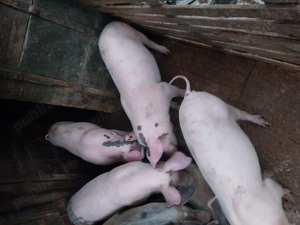 Vând șoldani  - imagine 4