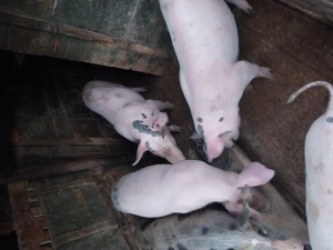 Vând șoldani  - imagine 3