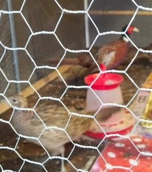 Vand 4 pui de fazani