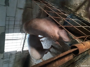 vand porcii  - imagine 2 vand porcii  - imagine 2