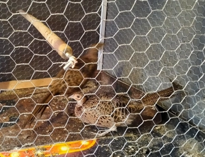 Vand 4 pui de fazani - imagine 2