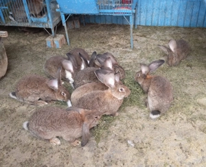 Iepuri 8 luni   greutate 5 kg