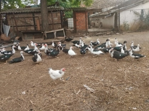 Vând rațe mute foarte frumoase - imagine 2 Vând rațe mute foarte frumoase - imagine 2