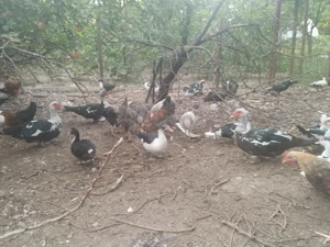 Vând rațe mute foarte frumoase - imagine 3 Vând rațe mute foarte frumoase - imagine 3