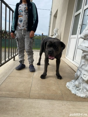vand cane corso , 24 luni 