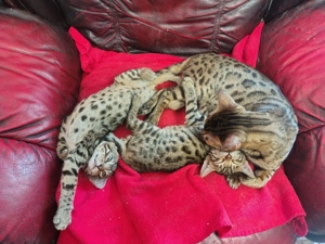 Pisici Bengaleze - imagine 2