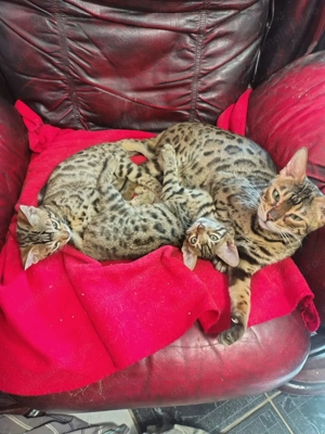 Pisici Bengaleze - imagine 4