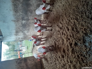 purcei landrace  - imagine 2