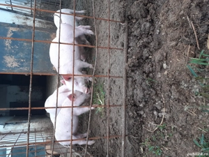 purcei landrace  - imagine 3