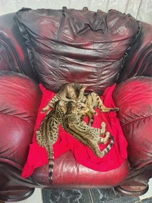 Pisici Bengaleze - imagine 3