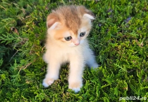 pui scottish , 3 luni, cu pedigree WCF