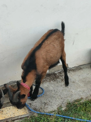 Vand ied alpin francez