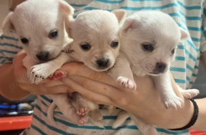 Cătei chihuahua  - imagine 2