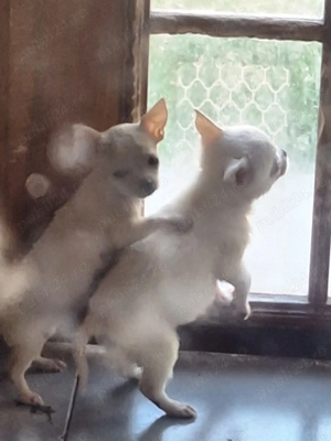 Catei chihuahua  - imagine 3