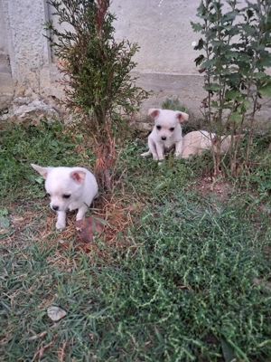 Cătei chihuahua  - imagine 4