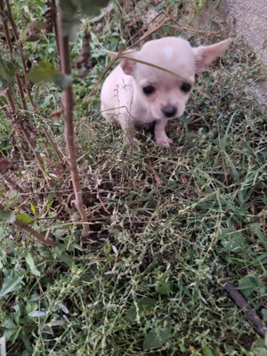 Cătei chihuahua  - imagine 3