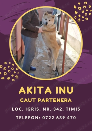 Akita Inu   mascul adult, sanatos